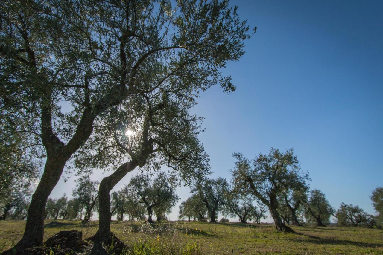 Apartamento La Ferula Magica - Alloggio Tipico Minervino Murge Exterior foto